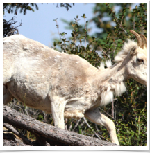 Dall Sheep - Moving Dall Sheep - Moving